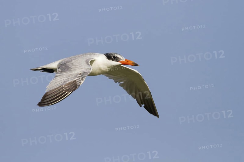 Caspian Tern (Hydroprogne caspia) flying, Oman