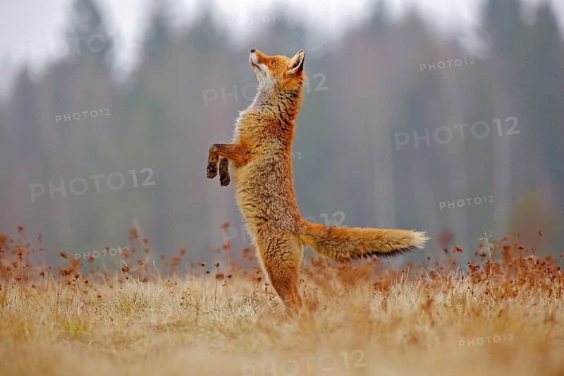 Red Fox hunting, Vulpes vulpes, wildlife scene from Europe. Orange fur coat animal in the nature habitat. Fox on the green forest meadow