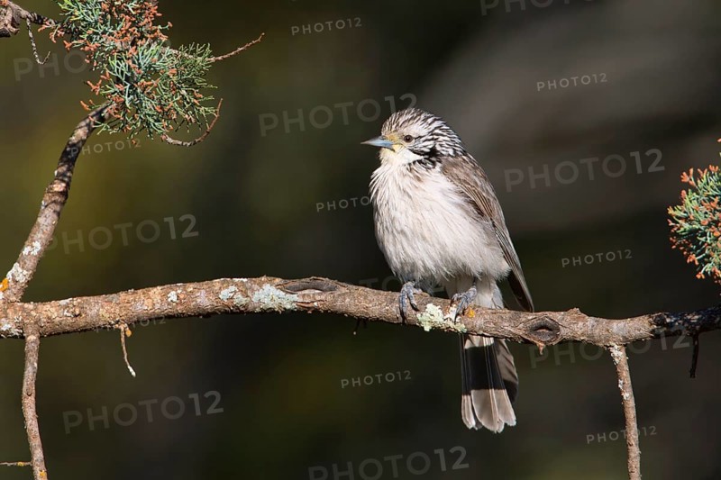 Striped Honeyeater (Plectorhyncha lanceolata), New South Wales, Australia