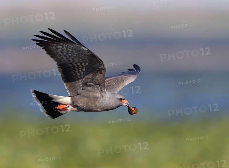 Snail Kite (Rostrhamus sociabilis) male flying with snail in its beak, Florida, USA