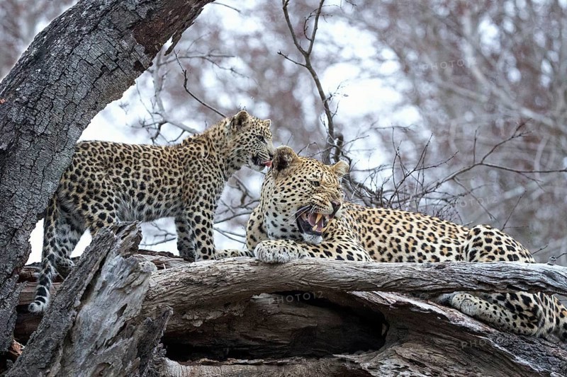 Leopard (Panthera pardus) adult with cub lying on a tree, Sabi Sands, South Africa