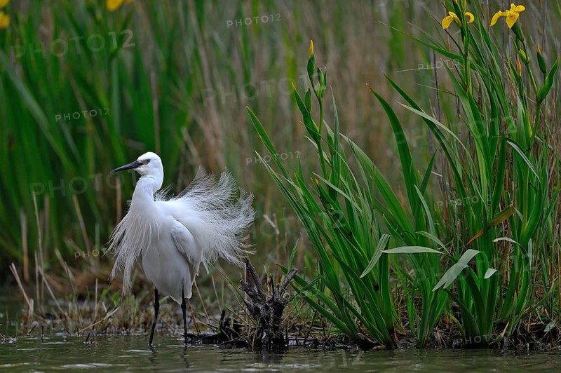 Seidenreiher (Egretta garzetta) Little Egret