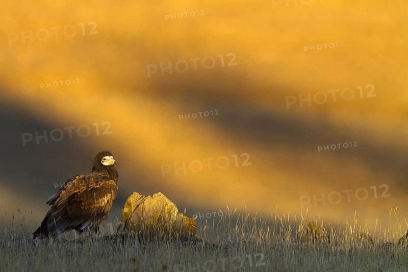 Egyptian Vulture (Neophron percnopterus), Castile-La Mancha, Spain