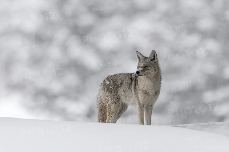 Coyote (Canis latrans) adult in snowy countryside, Yellowstone National Park, Wyoming, USA