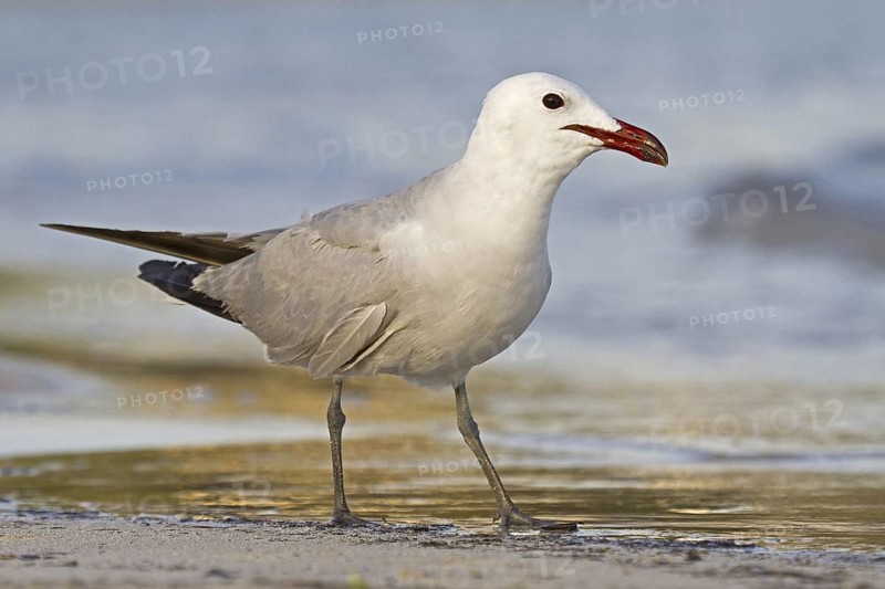 Audouin's Gull (Ichthyaetus audouinii), Mallorca, Spain