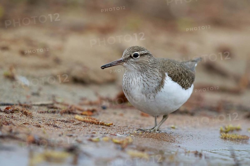 Common Sandpiper (Actitis hypoleucos) foraging, North Rhine-Westphalia, Germany
