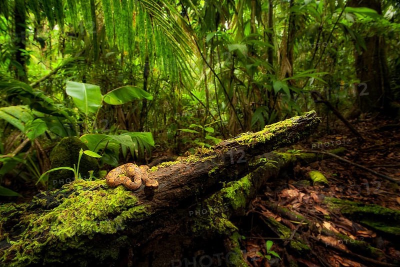 Hog-nosed rainforest pit viper (Porthidium nasutum) in the La Selva Biological Reserve