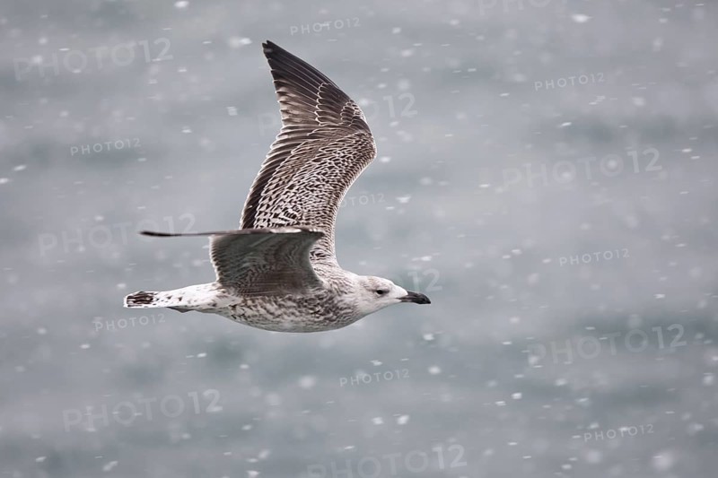 Great Black-backed Gull (Larus marinus) juvenile flying, North Sea, Germany