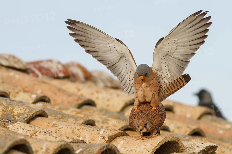 Lesser Kestrel (Falco naumanni), pair mating, Castile-La Mancha