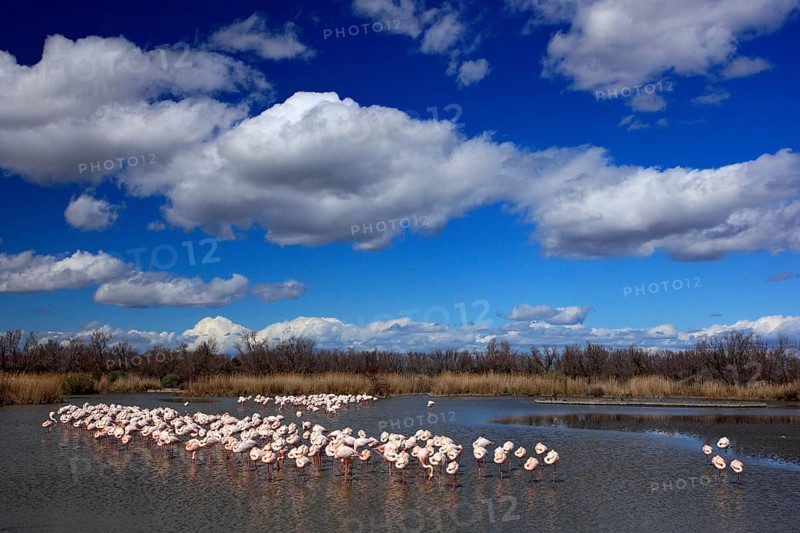 Nature reserve in France. Flock of Greater Flamingo, Phoenicopterus ruber, nice pink big bird, dancing in the water, animal in the nature habitat. Blue sky and clouds, Camargue, France, Europe