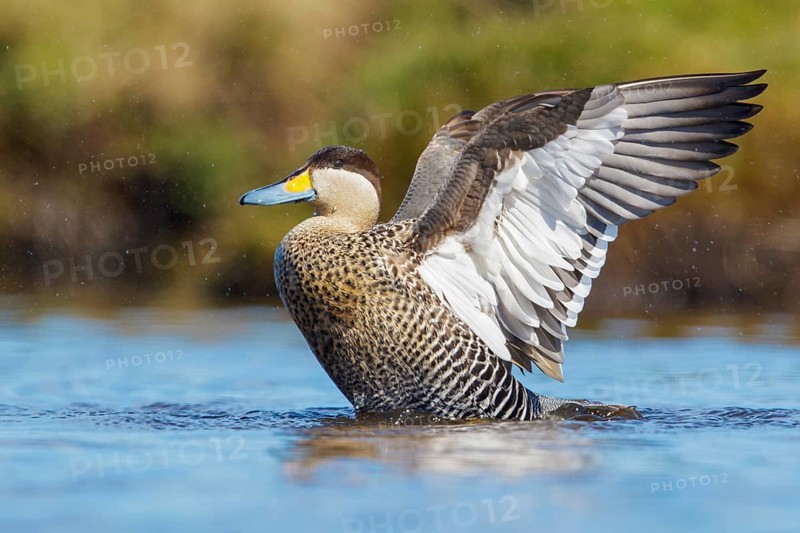 Silver Teal (Anas versicolor) swimming on a small pond in the Falkland Islands