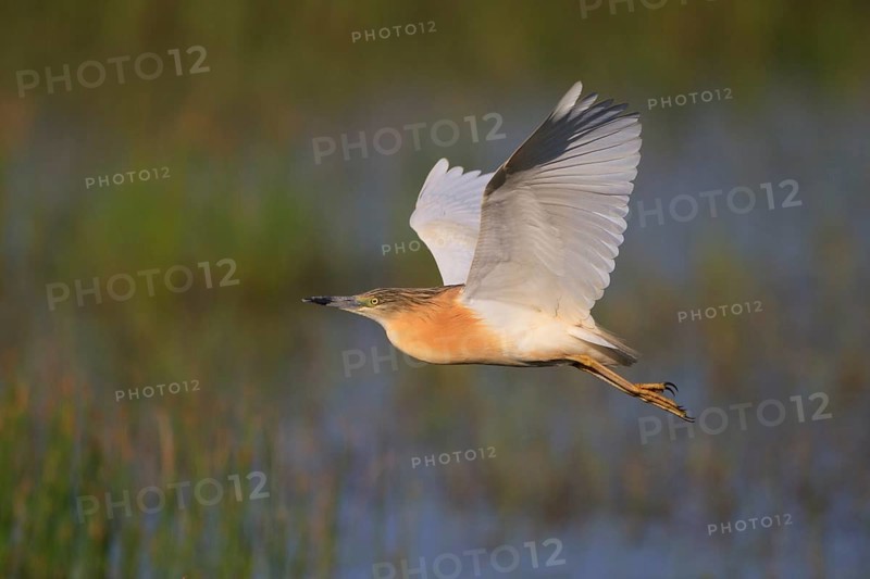 Squacco Heron (Ardeola ralloides) flying, Greece