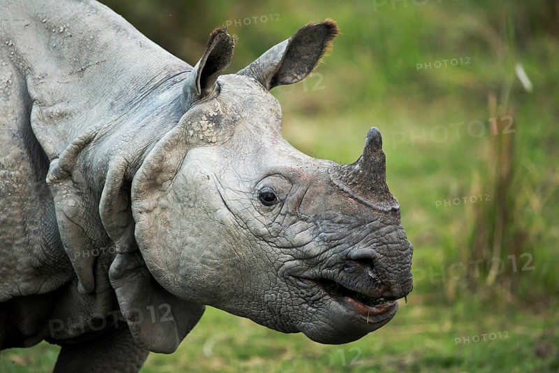 Indian Rhinoceros (Rhinoceros unicornis) portrait, Kaziranga National Park, India