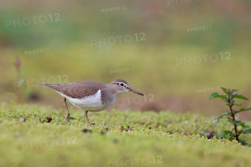 Common Sandpiper (Actitis hypoleucos) foraging, North Rhine-Westphalia, Germany