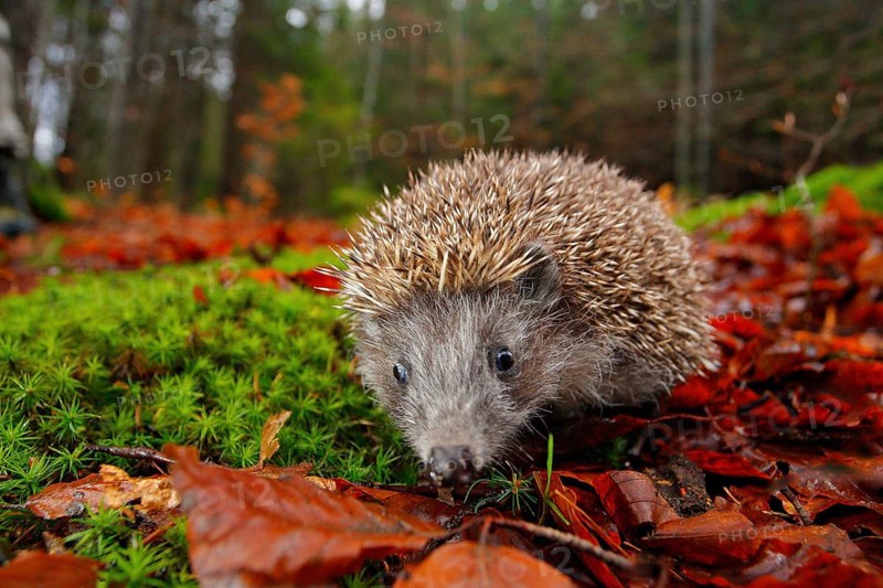 European Hedgehog, Erinaceus europaeus, on a green moss at the forest, photo with wide angle. Hedgehog in dark wood, autumn image.Cute funny animal with snipes. Orange autumn leaves with hedgehog