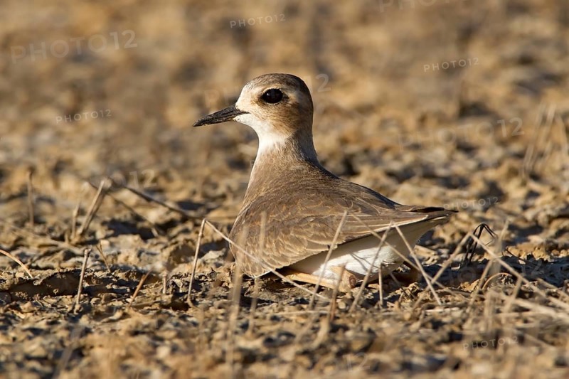 Oriental Plover (Charadrius veredus), Western Australia, Australia