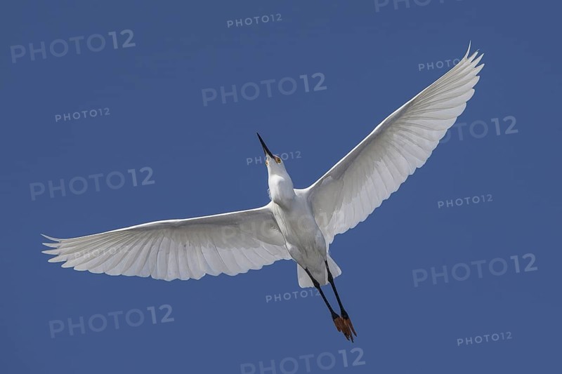 Snowy Egret : Alligator Farm : St. Augustine, FL