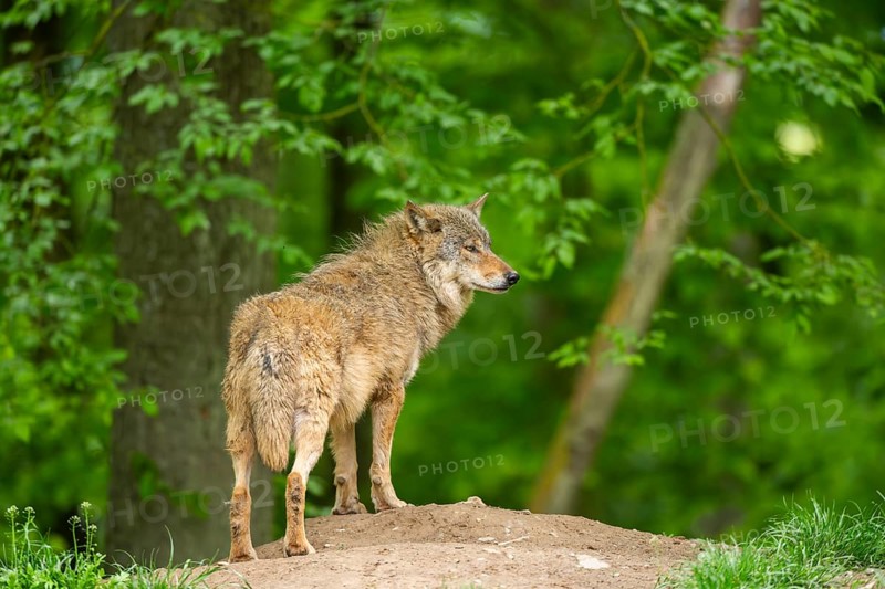 Eastern wolf (Canis lupus lycaon) standing on a little hill, Bavaria, Germany