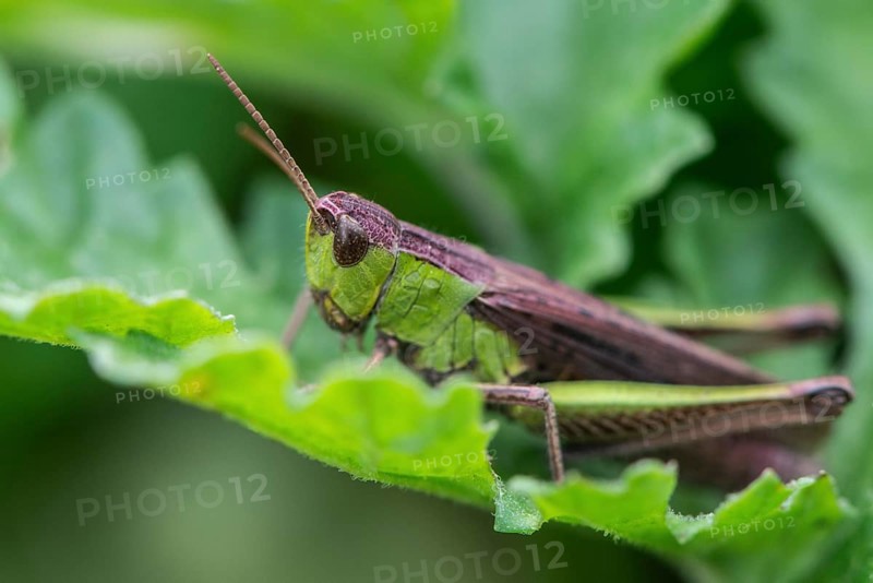 Common Green Grasshopper (Omocestus viridulus), Emsland, Lower Saxony, Germany