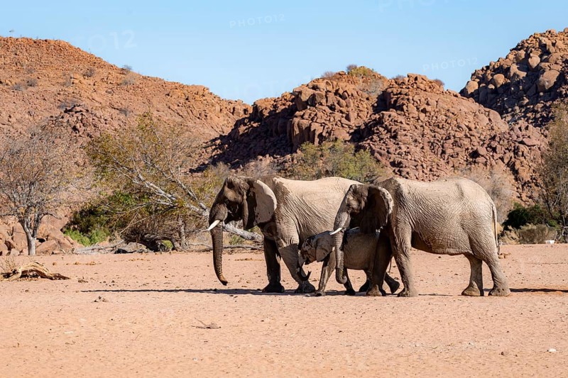 Two African elephants (Loxodonta africana) with young, desert elephant, near the Ugab River, Damaraland, Kunene region, Namibia