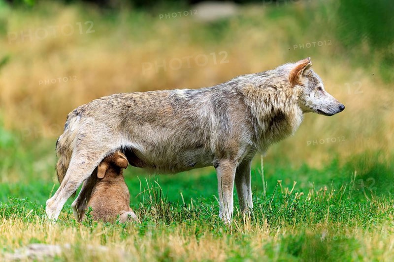 Pup suckling on mother wolf in a green field, Timberwolf, wolf, American wolf, (Canis lupus lycaon), pup, Germany