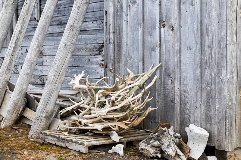 Deer antlers in front of a hunting lodge, wooden hut, Bamsebu, Spitsbergen, Svalbard