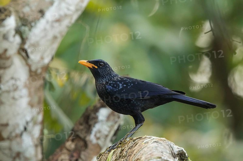 Blue Whistling Thrush (Myophonus caeruleus), Khao Yai National Park, Thailand
