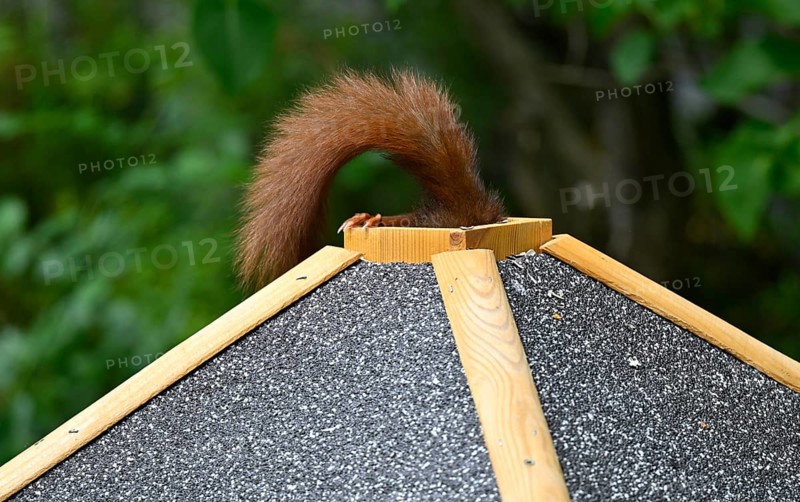 Eurasian red squirrel (Sciurus vulgaris), sitting on bird house, getting food through the roof hatch, feeding hatch, tail still looking out, funny, funny, Stuttgart, Baden-Württemberg, Germany