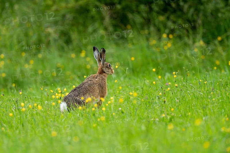 European hare (Lepus europaeus), Texel, province of North Holland, Netherlands