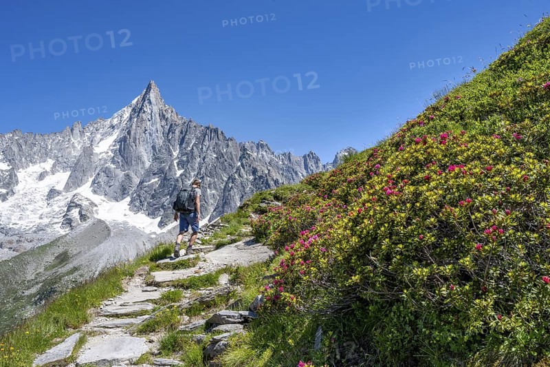 Picturesque mountain landscape with blooming alpine roses, imposing mountain peaks and glaciers, mountaineers on a hiking trail, Grand Balcon Nord, glacier tongue Mer de Glace, behind Grandes Jorasses, Mont Blanc massif, Montenvers, Chamonix, Haute-Savoie, France
