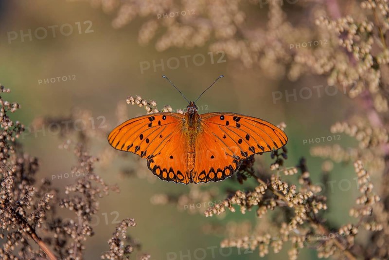 Orange-coloured butterfly of the genus Gulf fritillary on Artemisia annua, seen in Buenos Aires, Argentina
