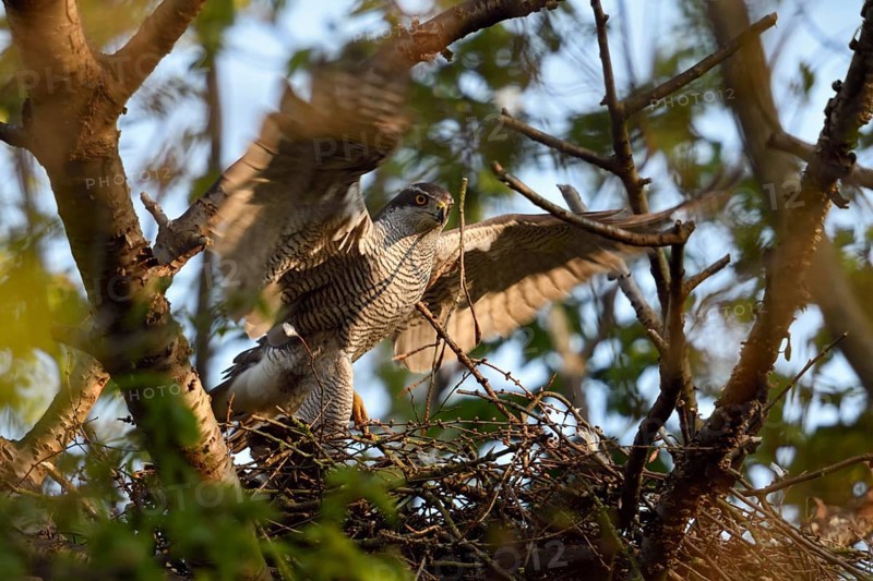 Arrival at the nest... Goshawk (Accipiter gentilis), male, tercel, flies in early in the morning in the first morning light, checks the goshawk nest, goshawks are a frequent target species of illegal raptor persecution, native nature, Meerbusch, Rhineland, North Rhine-Westphalia, Germany, Western Europe