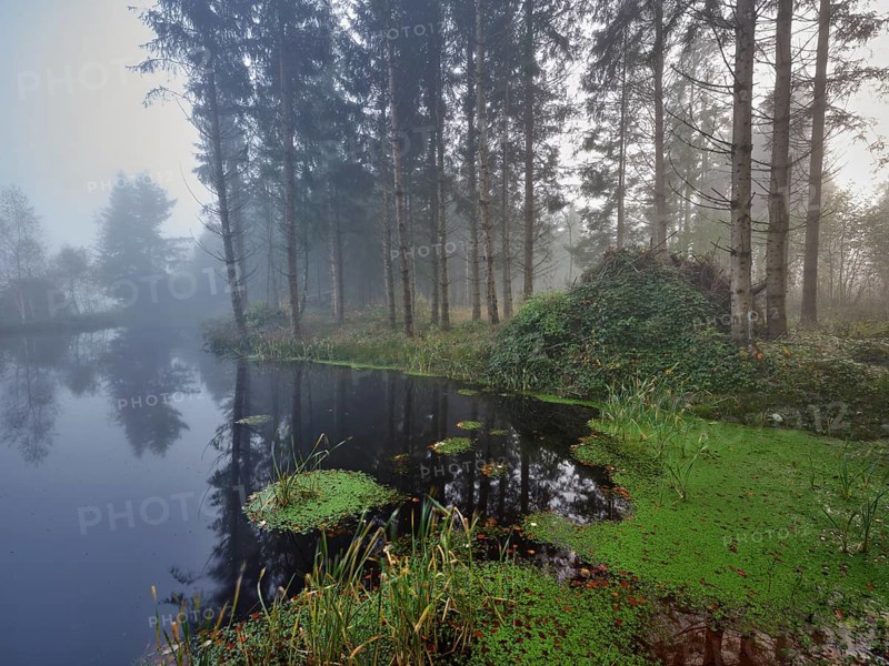 Ballmoos forest reserve, raised bog in the fog, Lieliwald, Lindenberg, Horben, Canton Lucerne, Switzerland