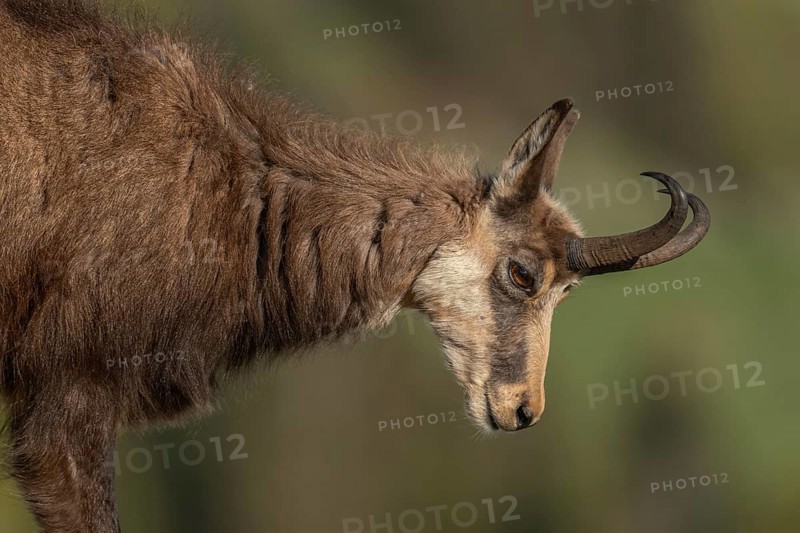 Chamois (Rupicapra rupicapra) during the spring moult. Hohneck, Vosges, Alsace, France
