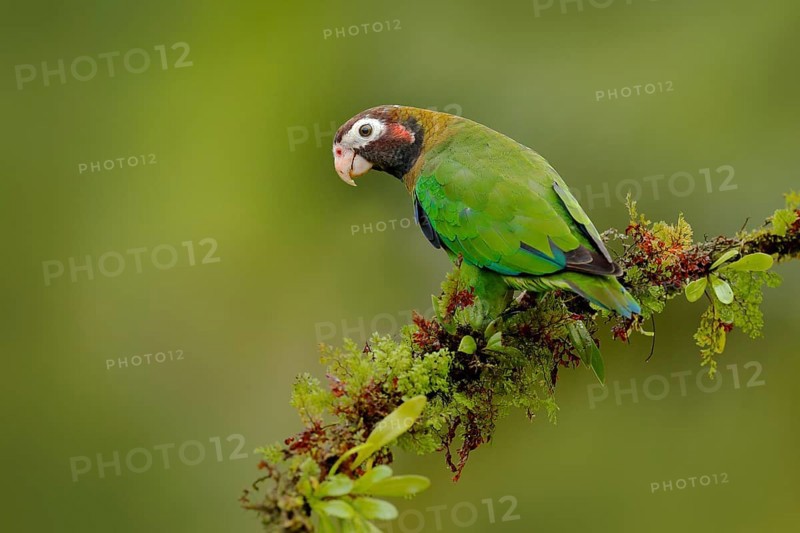Parrot, Pionopsitta haematotis, Mexico, green parrot with brown head. Detail close-up portrait of bird from Central America. Wildlife scene from tropical nature, Tropic bird Brown-hooded parrot