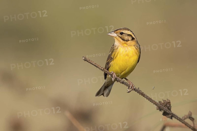 Yellow-breasted Bunting (Emberiza aureola) perched on a branch, West Bengal, India