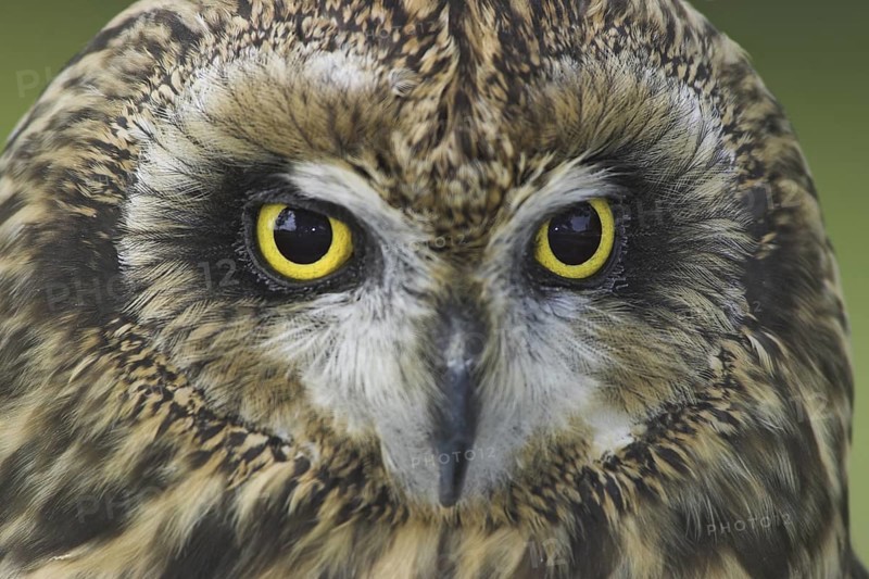 Short-eared Owl (Asio flammeus), Alberta, Canada