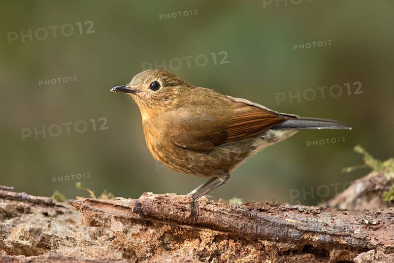 White-tailed Robin (Myiomela leucura) female, Bidoup National Park, Vietnam