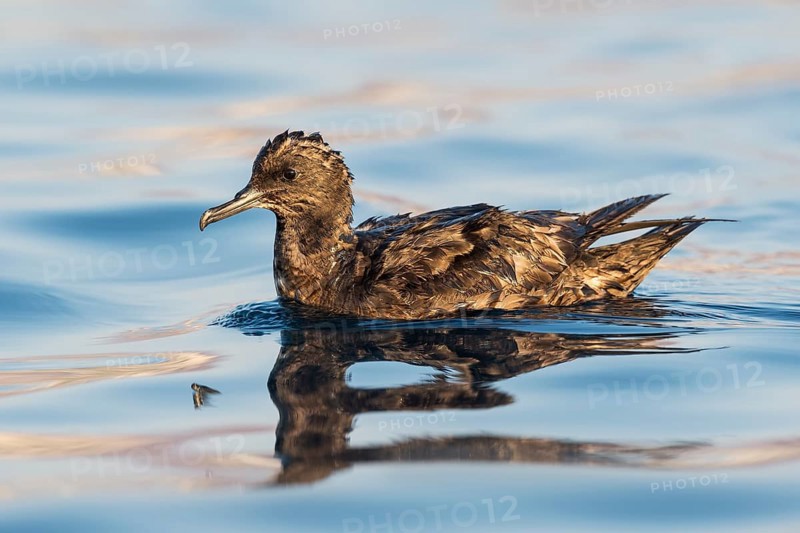 Sooty Shearwater (Ardenna grisea), Eilat, Israel
