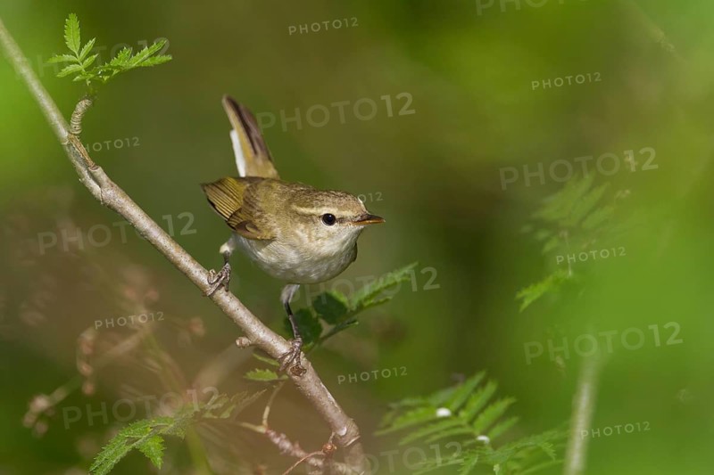 Greenish Warbler - Grünlaubsänger - Phylloscopus trochiloides