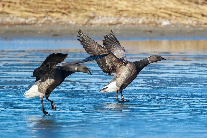 Brant Goose (Branta bernicla) landing, Netherlands