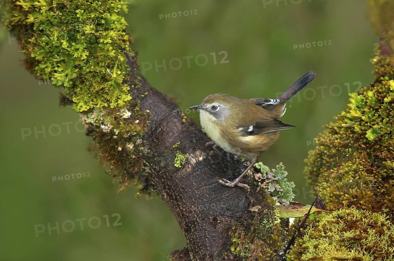 Scrubtit (Acanthornis magna), Tasmania, Australia