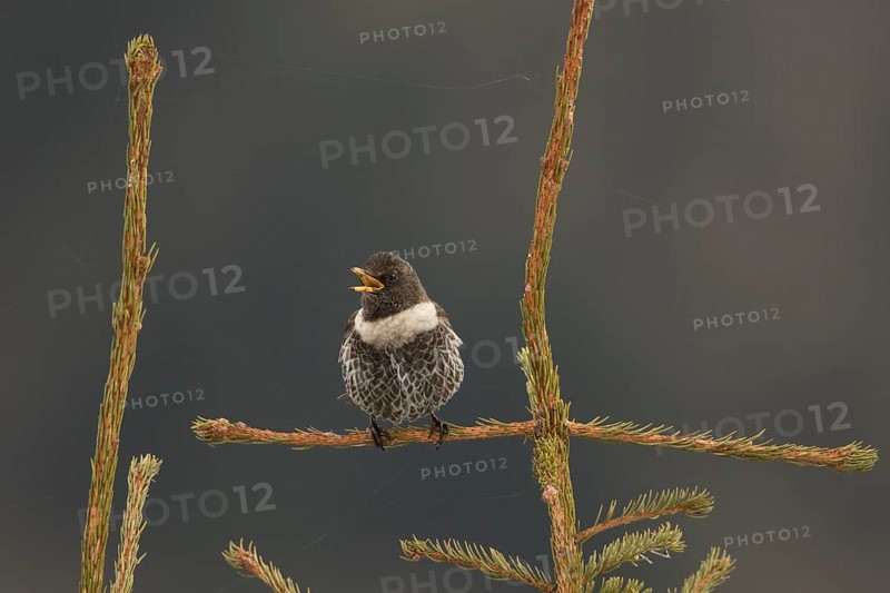 Ring Ouzel (Turdus torquatus) male singing, Bavaria, Germany