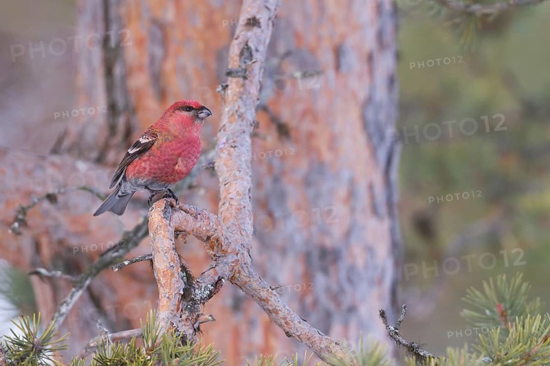 Pine Grosbeak - Hakengimpel - Pinicola enucleator, Finland, adult male
