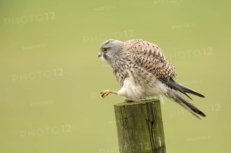 Torenvalk; Common Kestrel; Falco tinnunculus;