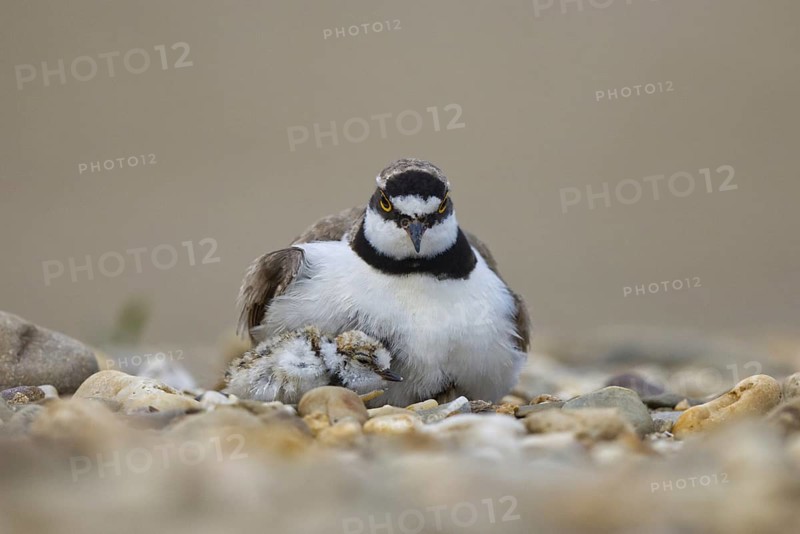 Little Ringed Plover (Charadrius dubius) with chick, North Rhine-Westphalia, Germany