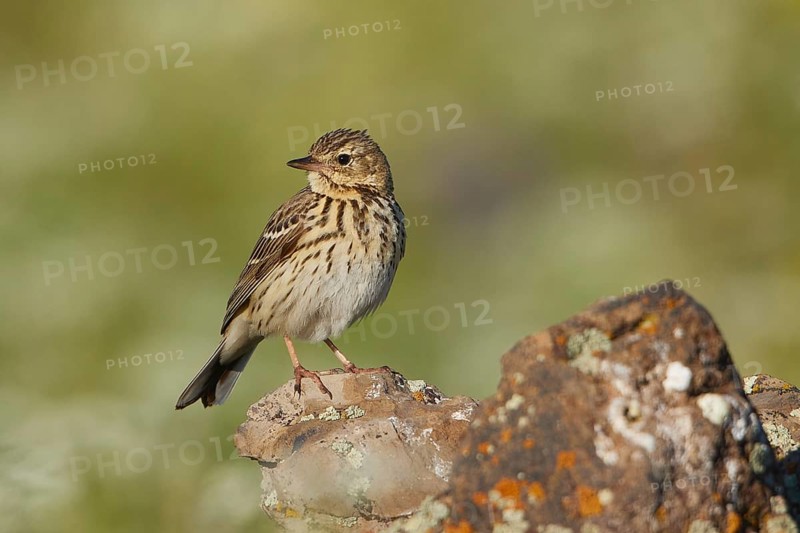 Tree Pipit (Anthus trivialis), Armenia