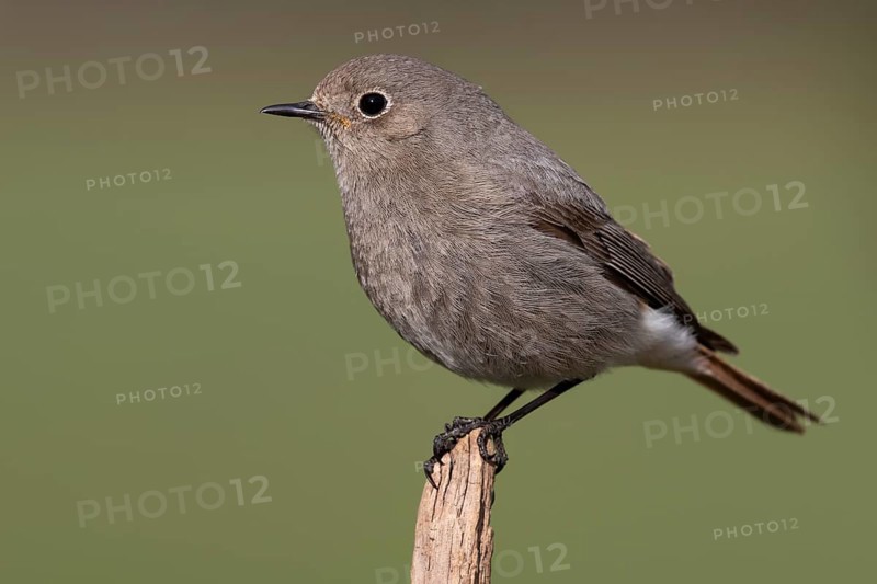 Black Redstart (Phoenicurus ochruros) female, Lower Saxony, Germany