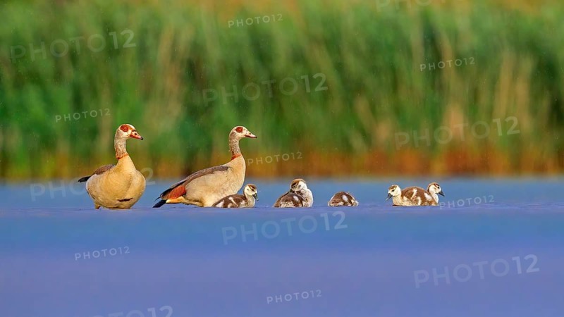 Egyptian Goose (Alopochen aegyptiaca) pair with chicks, Saxony-Anhalt, Germany