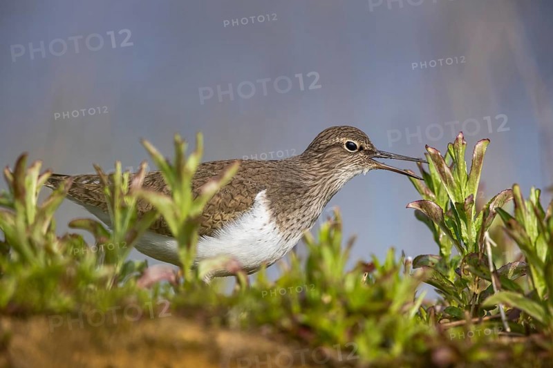 Common Sandpiper (Actitis hypoleucos), North Rhine-Westphalia, Germany